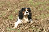 CAVALIER KING CHARLES 799